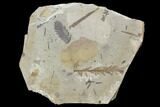 Metasequoia Fossil Plate - Cache Creek, BC #99286-1